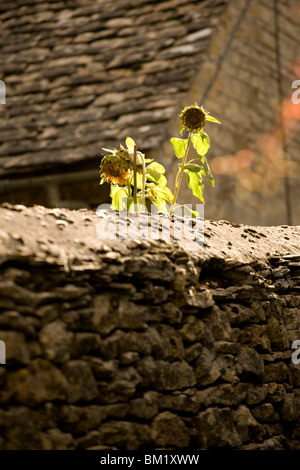 Dead sunflowers behind dry stone wall, Cotswolds, England Stock Photo