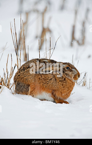 European Brown Hare (Lepus europaeus) in the snow in winter Stock Photo