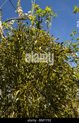 UK, England, Herefordshire, Putley Dragon Orchard, mistletoe growing in cider apple tree in blossom Stock Photo