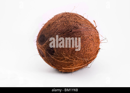 single coconut isolated on a white background Stock Photo