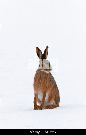 European Brown Hare (Lepus europaeus) sitting in the snow in winter Stock Photo