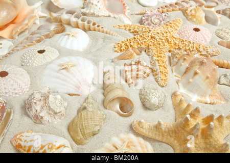 Assorted seashells on a sandy beach filling the frame Stock Photo