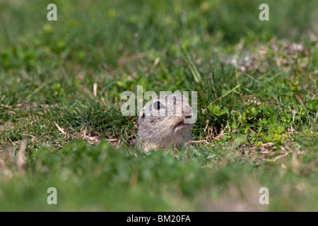 European Souslik / Ground Squirrel / Suslik (Citellus citellus / Spermophilus citellus) looking from burrow in meadow, Austria Stock Photo