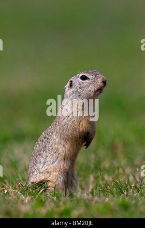 European Souslik / Ground Squirrel / European Suslik (Citellus citellus / Spermophilus citellus) standing in meadow, Austria Stock Photo