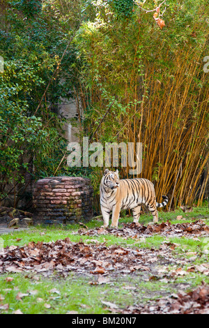 Orlando, FL - Jan 2009 - Asian tiger (Panthera tigris) paces in display at Disney's Animal Kingdom in Orlando Florida Stock Photo