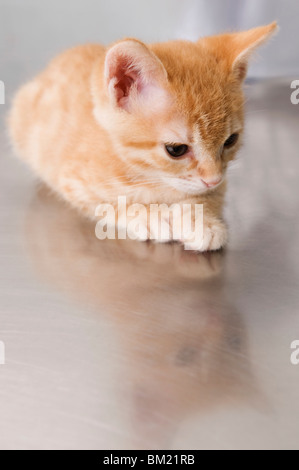 Close-up of a cat sitting in a veterinary hospital Stock Photo