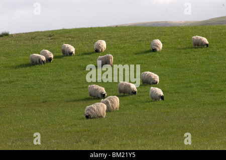 black faced sheep grazing, Mull of Galloway, Scotland Stock Photo