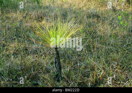 Longleaf Pine Pinus palustris seedling Southeastern USA Stock Photo