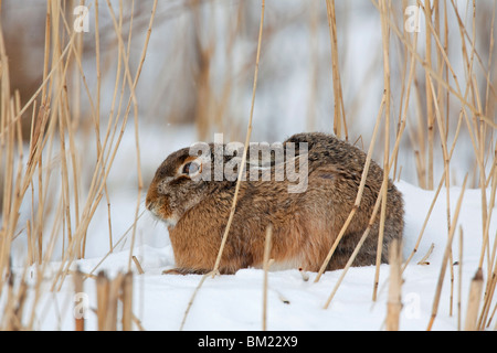 European Brown Hare (Lepus europaeus) in the snow in winter Stock Photo