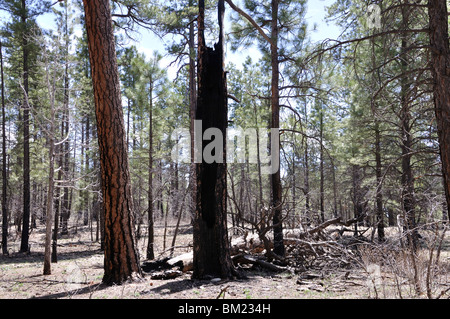 Forest, damaged by fire. Grand Canyon, Arizona, USA Stock Photo