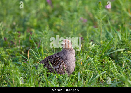 Grey Partridge (Perdix perdix) female in field, Germany Stock Photo