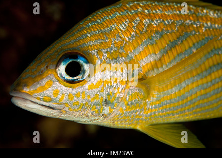 French Grunt (Haemulon flavolineatum) on a tropical coral reef in Bonaire, Netherlands Antilles. Stock Photo