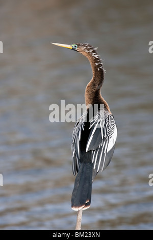 Anhinga (Anhinga anhinga leucogaster), female. Stock Photo