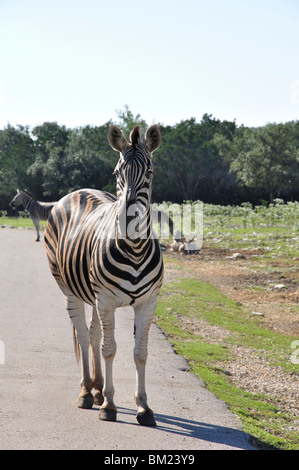 African Safari at Wildlife Ranch, Texas Hill Country, USA Stock Photo