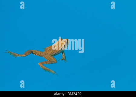 Marsh Frog (Pelophylax ridibundus) in swimming pool, Lesvos (Lesbos), Greece Stock Photo
