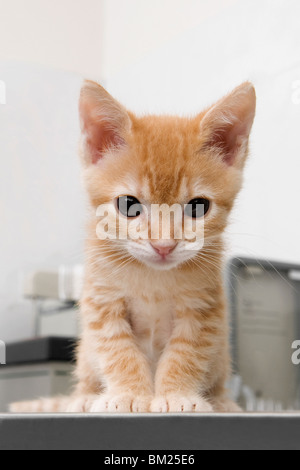 Close-up of a cat sitting in a veterinary hospital Stock Photo