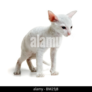 white little cornish rex kitten standing on four paws isolated on white Stock Photo