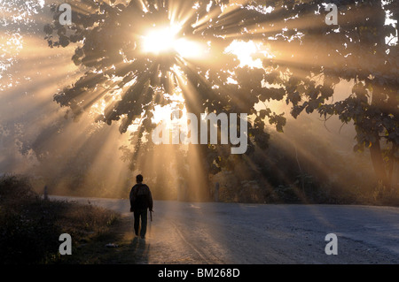 Man walking along a street with sun rays shining through a tree, Highlands, Myanmar (Burma) Stock Photo