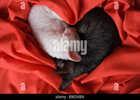 white and black cornish rex kittens sleeping in form of heart on red silk Stock Photo