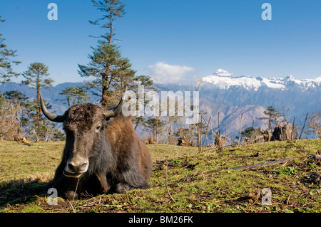 Yak grazing on top of the Pele La mountain pass with the Himalayas in the background, Bhutan Stock Photo