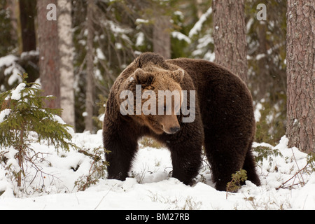 Eurasian brown bear in the snow in Taiga forest. Stock Photo