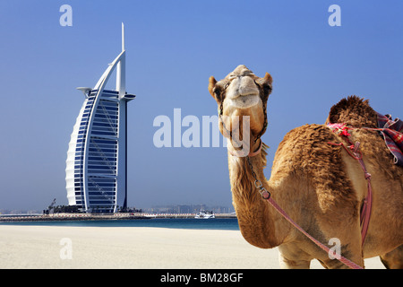 Camel with the Burj al Arab hotel in background, Dubai Stock Photo