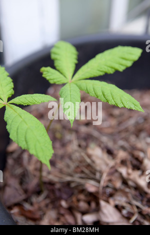 Conker tree, horse chestnut seedling Stock Photo