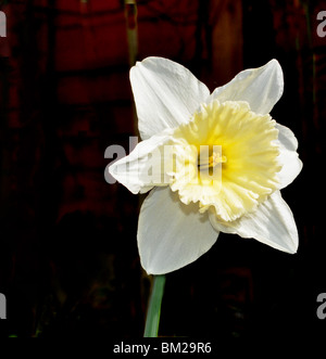 Daffodil On A Dark Background Stock Photo
