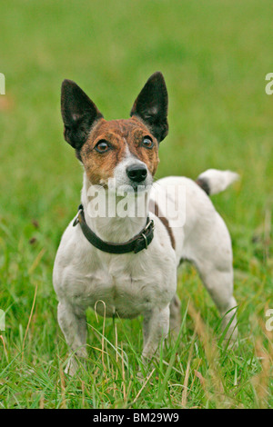 stehender / standing Jack Russell Terrier Stock Photo