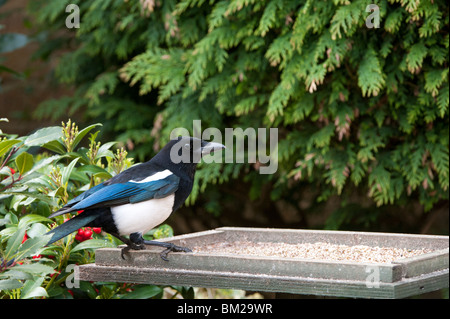 Pica pica. Magpie on a bird table in the garden Stock Photo