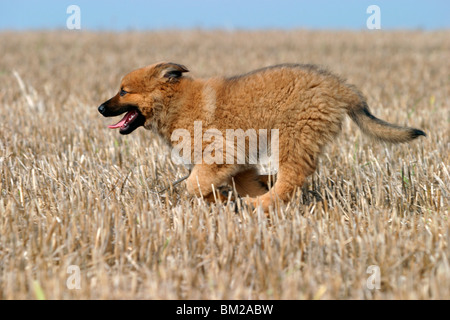 rennender Harzer Fuchs Welpe / running harzer fuchs puppy Stock Photo