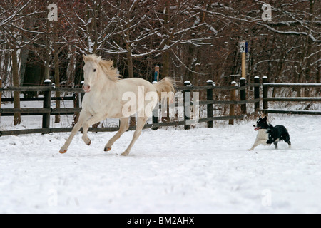 Pferd & Hund / horse and dog Stock Photo