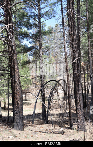 Forest, damaged by fire. Grand Canyon, Arizona, USA Stock Photo