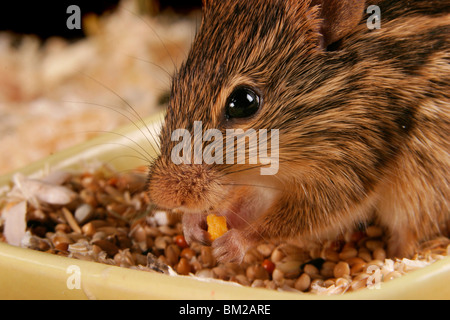 Streifenmaus beim Fressen / eating mouse Stock Photo