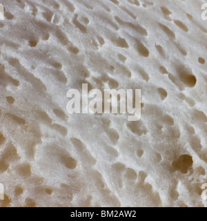 Extreme close-up the pores of a bone on a chicken.. All sides of the photo are exactly one mm long. Stock Photo