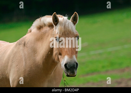 Rotfalbe im Portrait / horse head Stock Photo