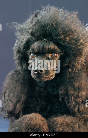 Pudel / Poodle Stock Photo