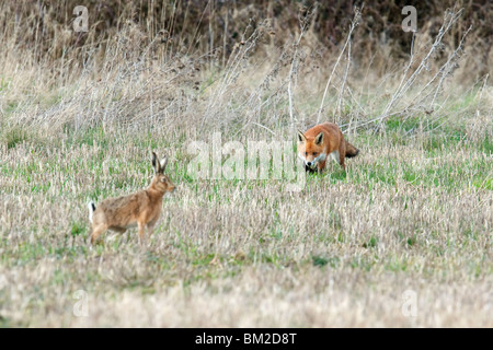 Fox hunting a Hare Stock Photo