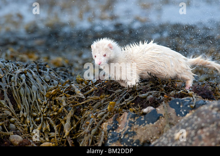 Albino Mink hunting along a sea loch in Scotland Stock Photo