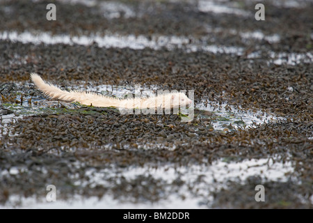 Albino Mink hunting along a sea loch in Scotland Stock Photo