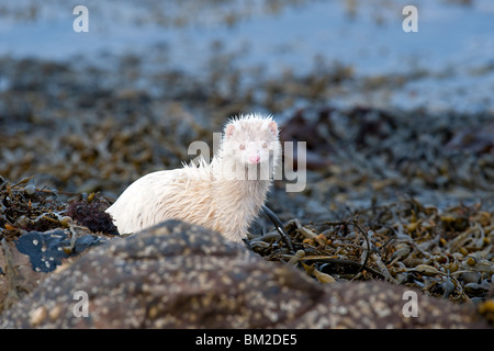 Albino Mink hunting along a sea loch in Scotland Stock Photo