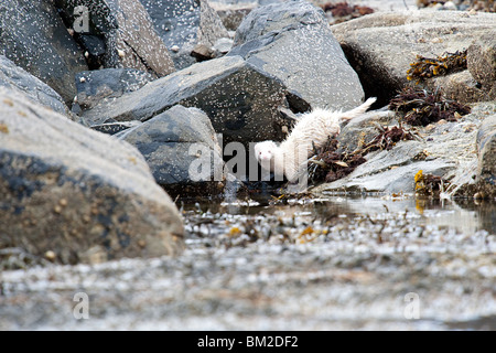 Albino Mink hunting along a sea loch in Scotland Stock Photo