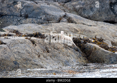 Albino Mink hunting along a sea loch in Scotland Stock Photo