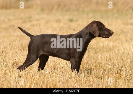 Deutsch Kurzhaar / German Shorthaired Pointer Stock Photo