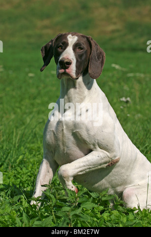 Deutsch Kurzhaar / German Shorthaired Pointer Stock Photo