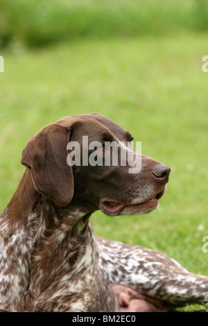 Deutsch Kurzhaar / German Shorthaired Pointer Stock Photo