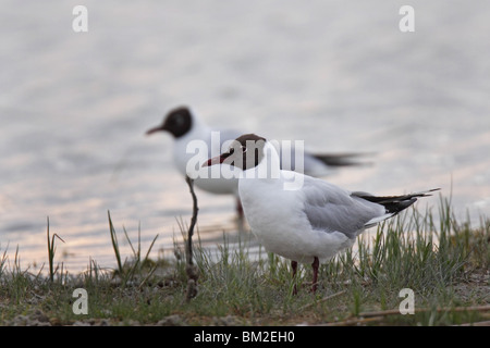 Larus, ridibundus, Lachmöwe, Möwe, Black, headed, Gull