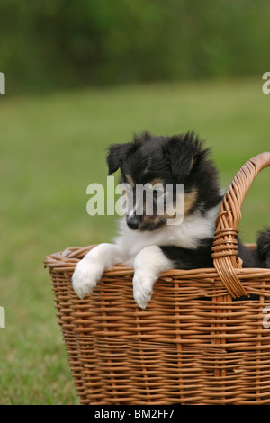 Sheltie Welpe im Körbchen / Sheltie Puppy in the basket Stock Photo