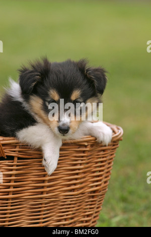Sheltie Welpe im Körbchen / Sheltie Puppy in the basket Stock Photo
