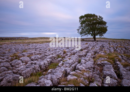 A lone hawthorn tree on limestone pavement outside Malham, Yorkshire, UK Stock Photo